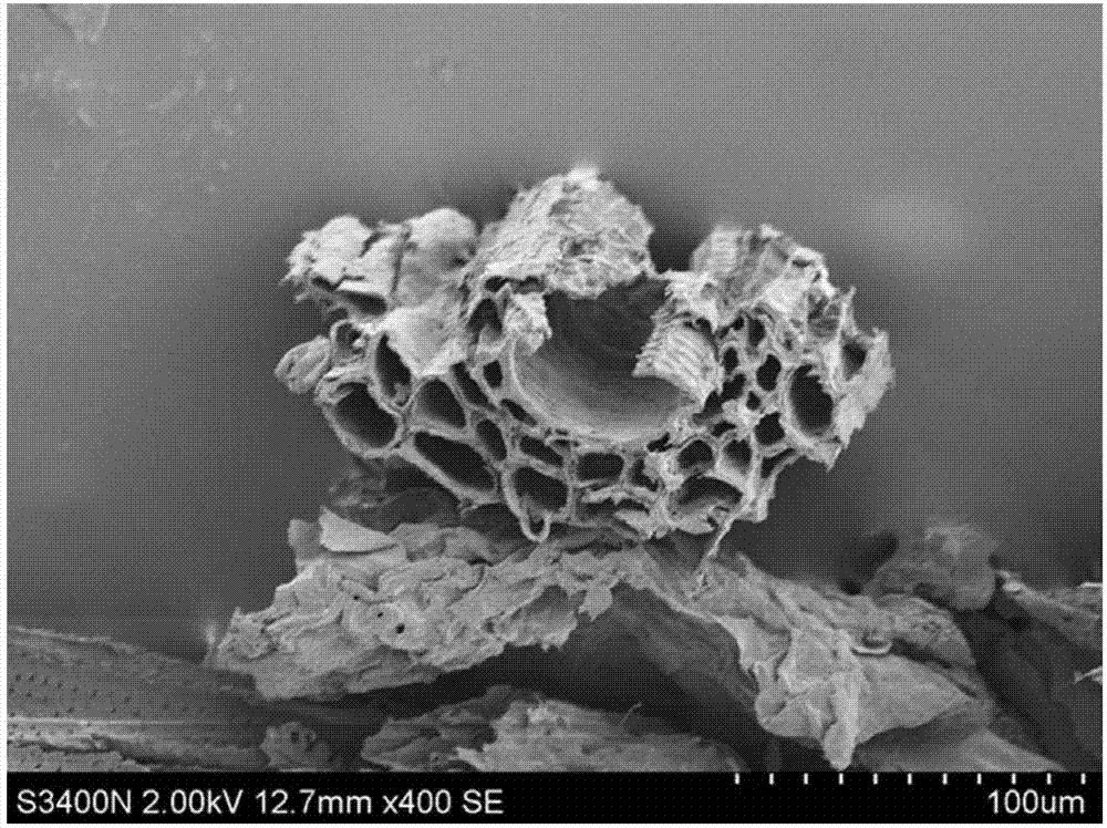 Method for preparing scanning electron microscope sample of silage corn leaf