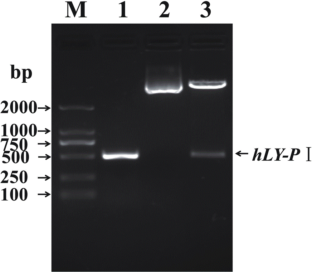 Method for expressing human lysozyme-antibacterial peptide Parasin I fusion protein by virtue of pichia pastoris
