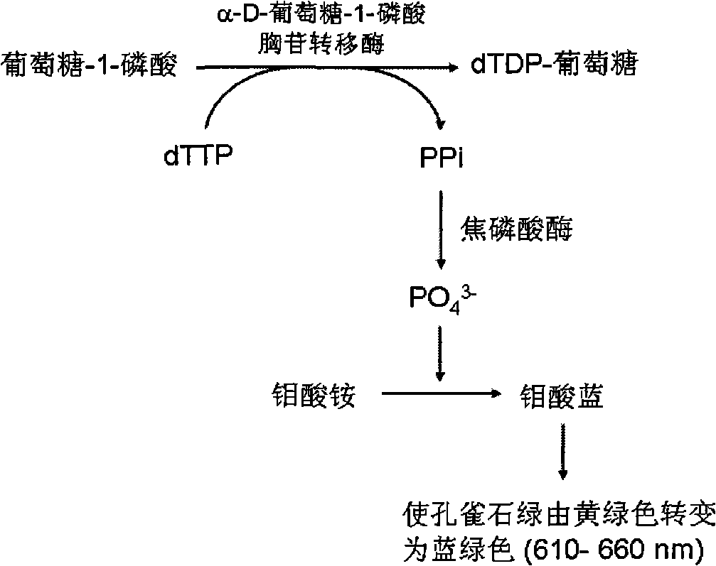 High throughput screening method of mycobacterium tuberculosis alpha-D-glucose-1-thymine phosphate transferase inhibitor