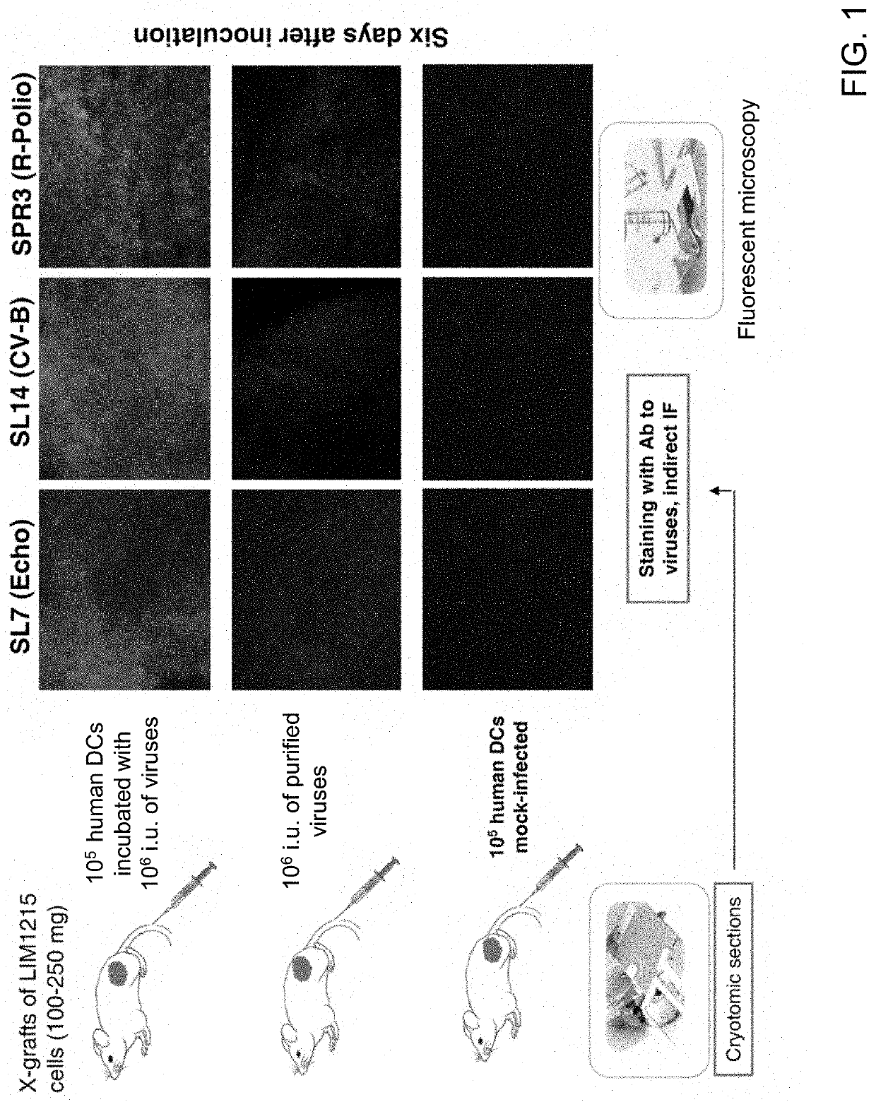 Delivery of oncolytic viruses using dendritic cells