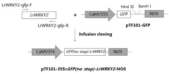 A kind of lrwrky2 gene of Minjiang lily and its application