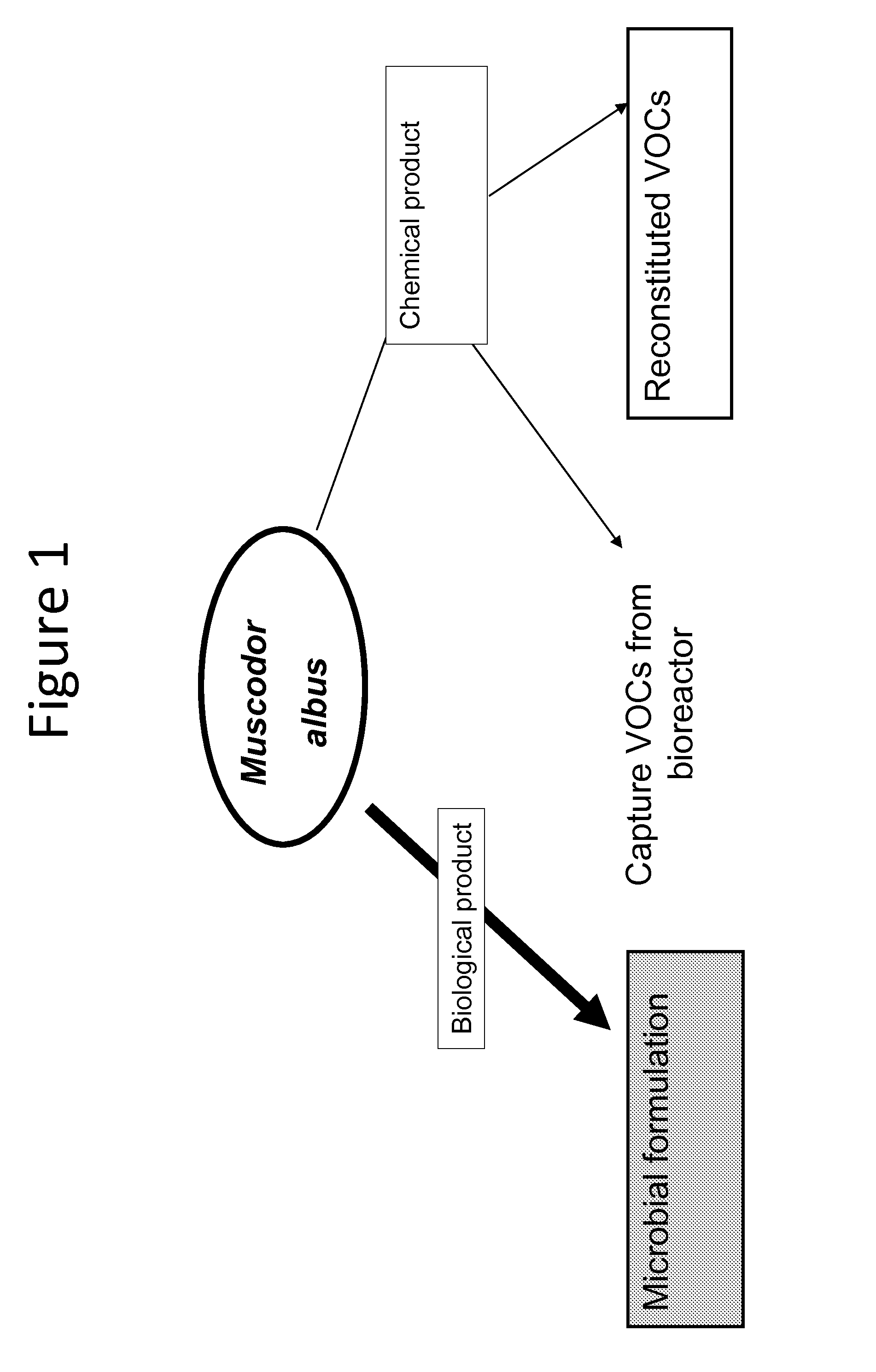 Compounds derived from muscodor fungi