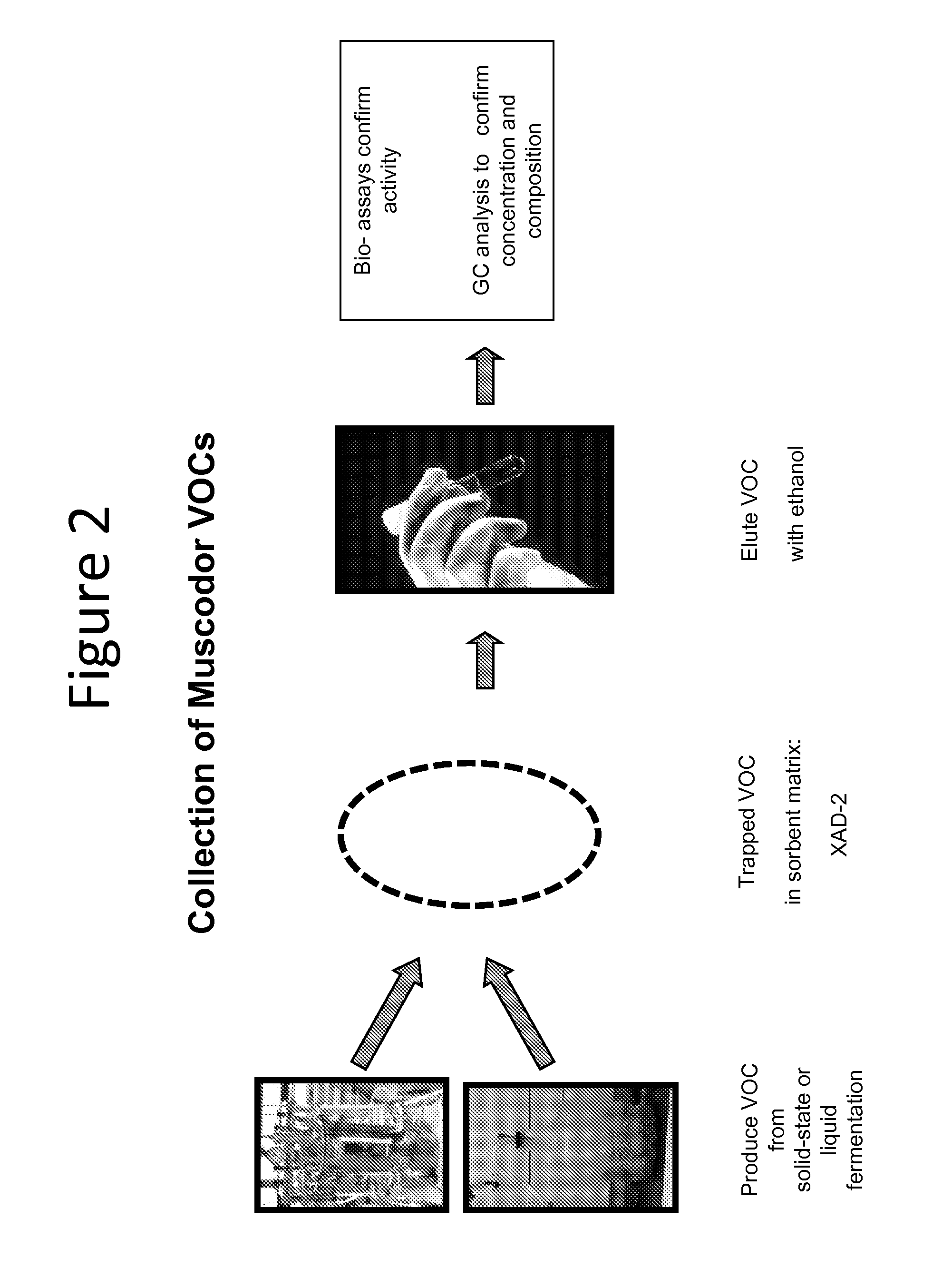 Compounds derived from muscodor fungi