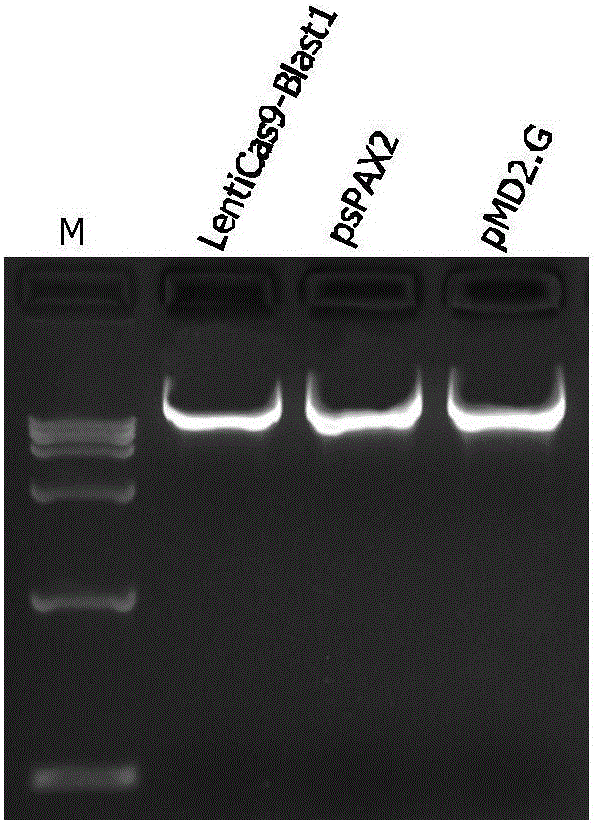 Pig intestinal endothelial cell line for stably expressing CaS9 protein