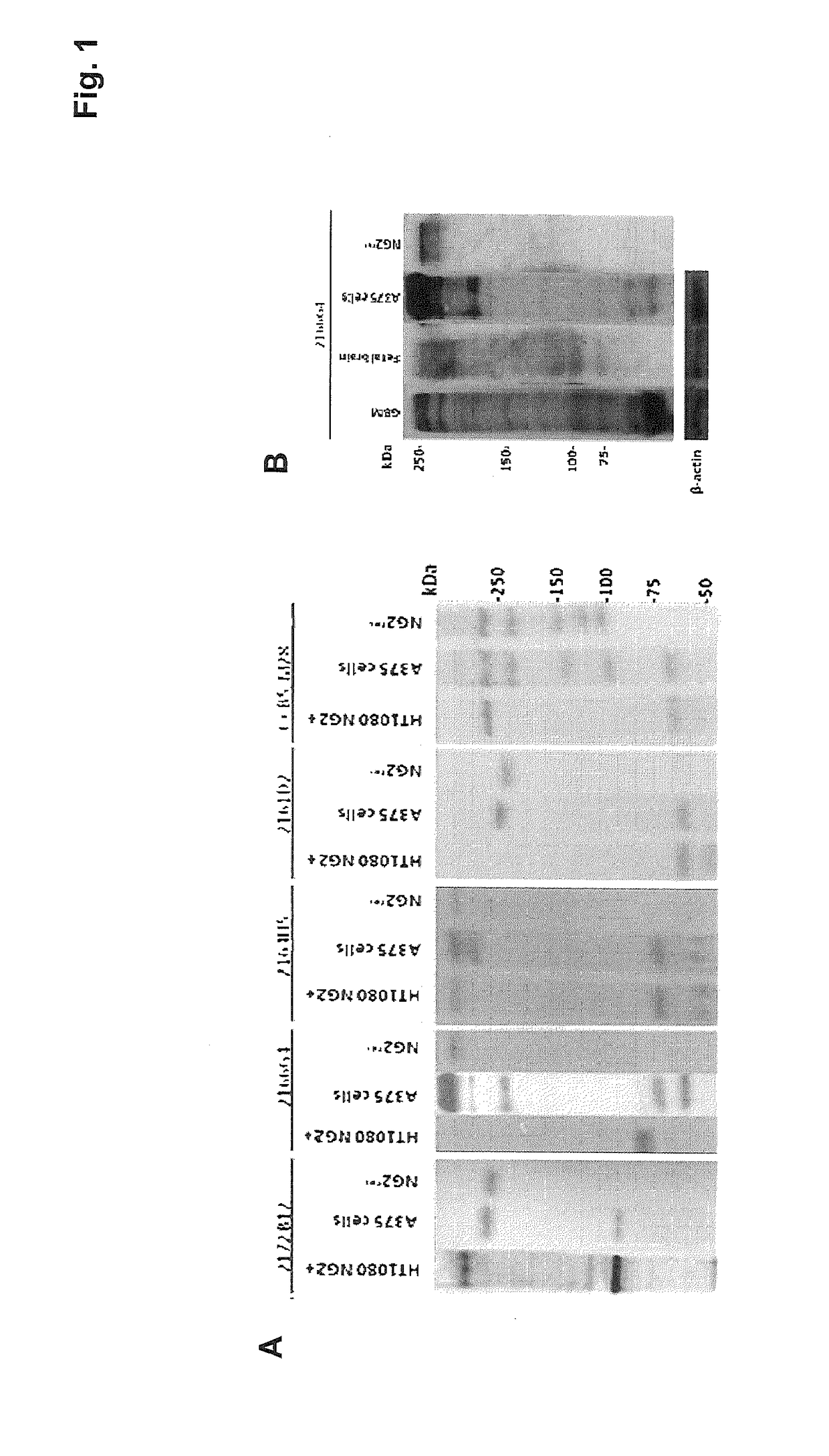 Pro-apoptotic Anti-ng2/cspg4 antibodies and their uses for disease therapy