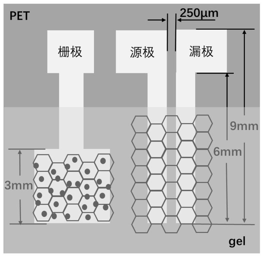 Glycerol gel electrolyte-based flexible electrochemical transistor sensor, preparation method thereof and glucose detection method