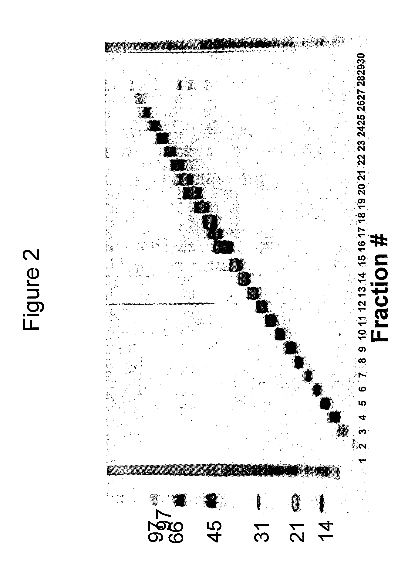 Chlamydia trachomatis antigens for vaccine and diagnostic use