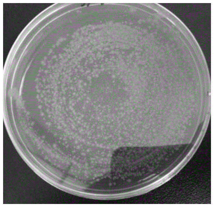 A strain of Lactobacillus jansnii and its application