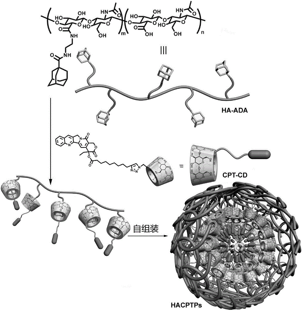 Supermolecular nanoparticle for targeting delivery of camptothecin and preparation method thereof
