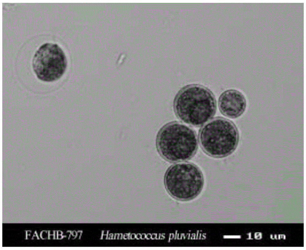 Method for culturing haematococcus pluvialis and application of haematococcus pluvialis