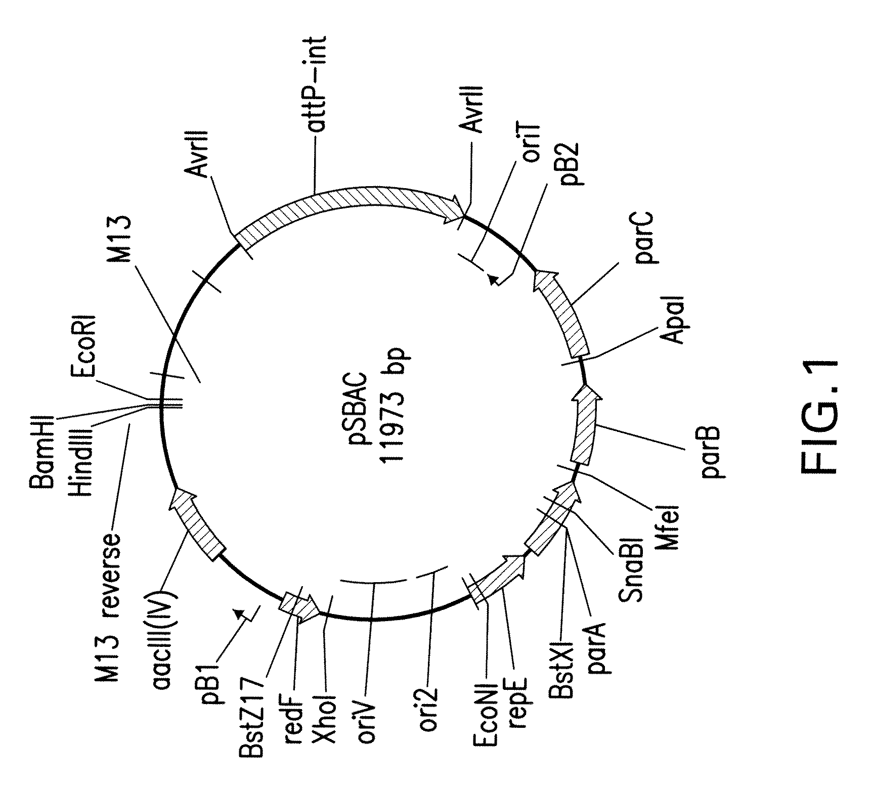 Vectors and Methods for Cloning Gene Clusters or Portions Thereof