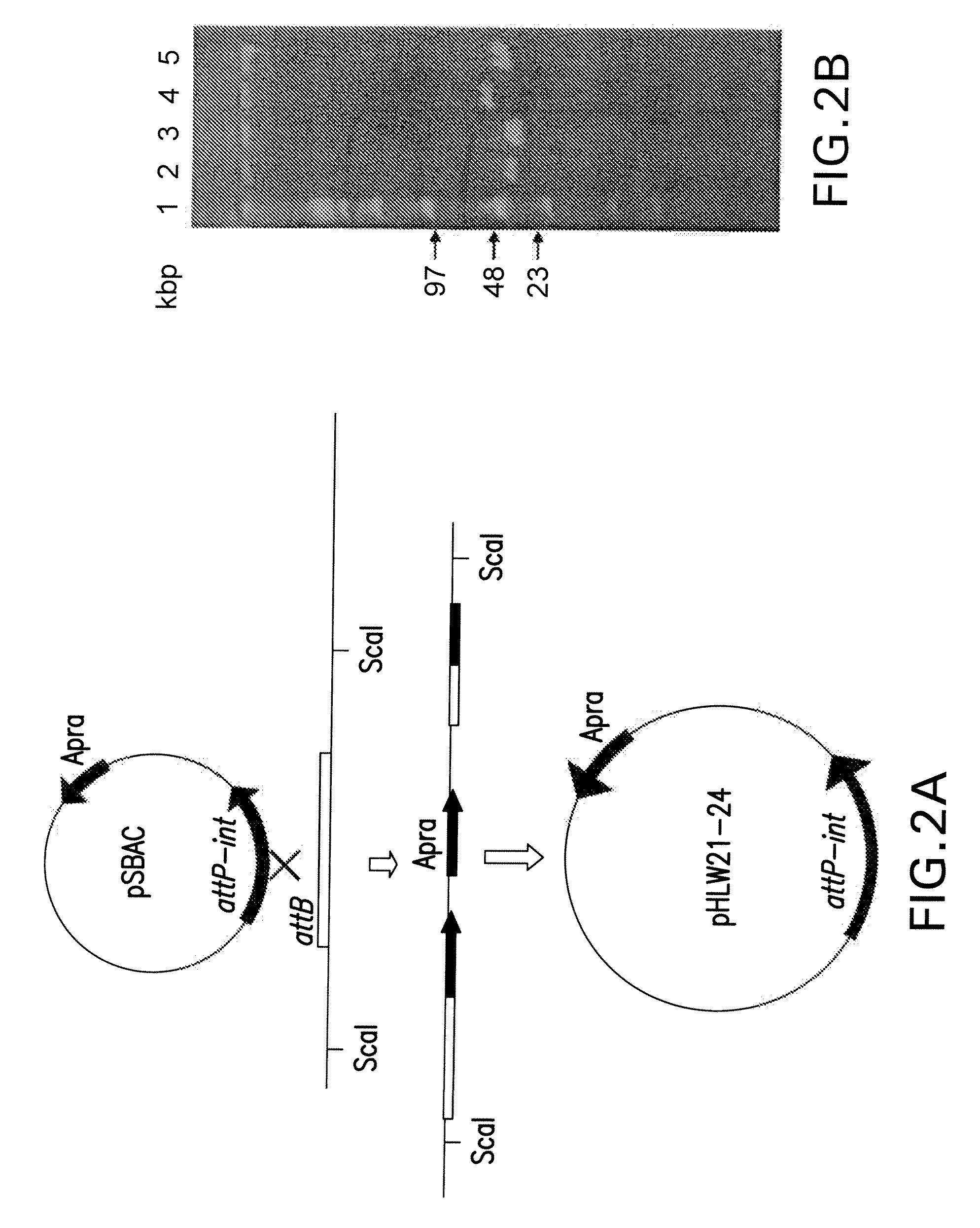 Vectors and Methods for Cloning Gene Clusters or Portions Thereof