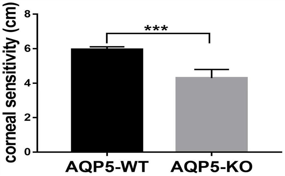 Mouse neurotrophic keratitis animal model and application thereof