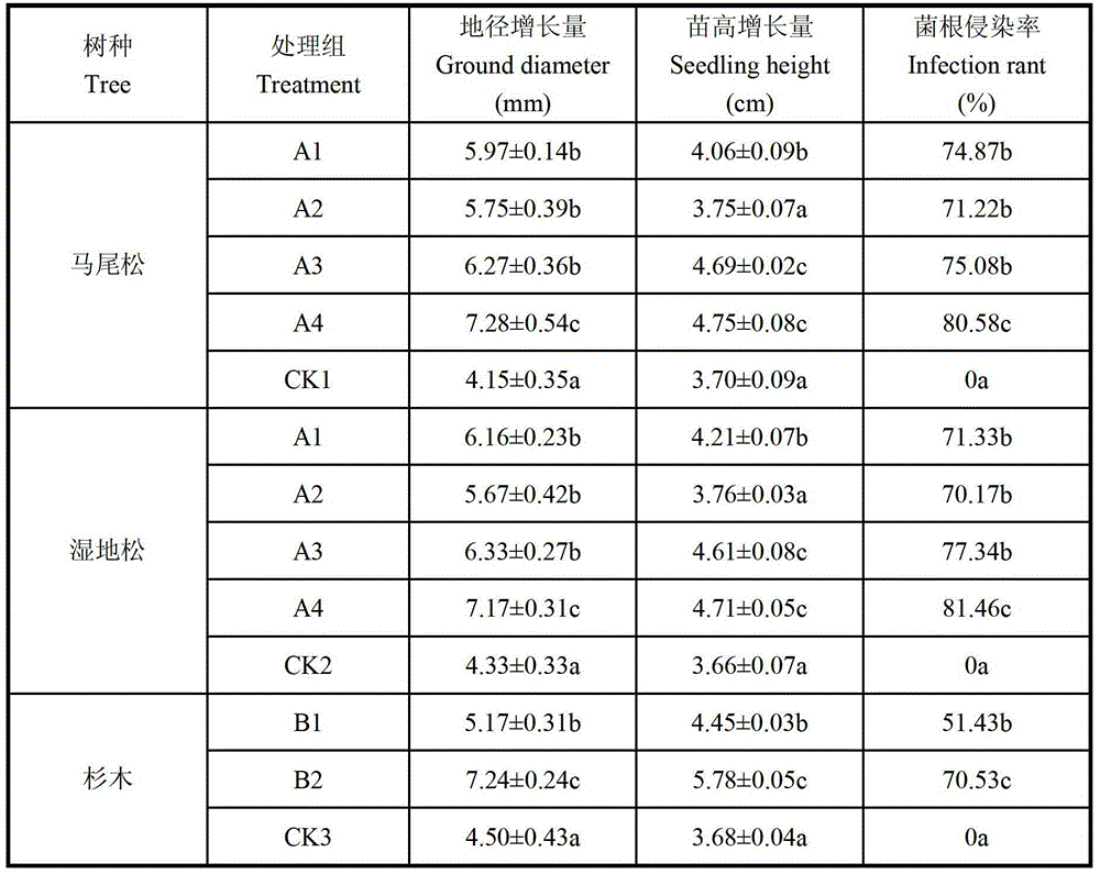 Pine or fir artificial forest stress-tolerant growth-promoting composite mycorrhizal fungi inoculant, and preparation and application methods thereof