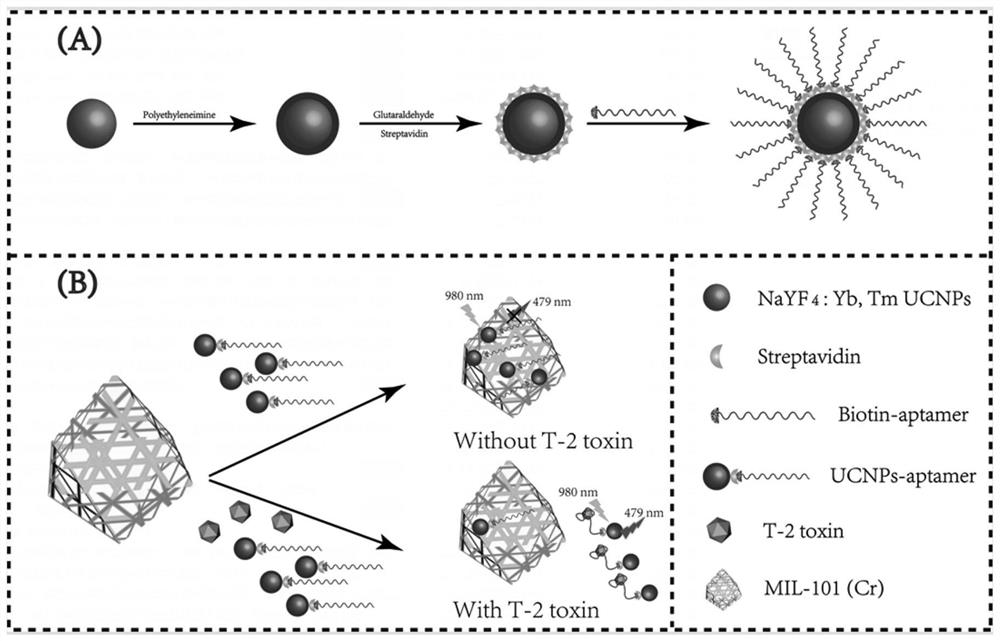 Method and kit for fluorescence detection of micromolecular mycotoxin based on metal organic framework and upconversion nanoparticles