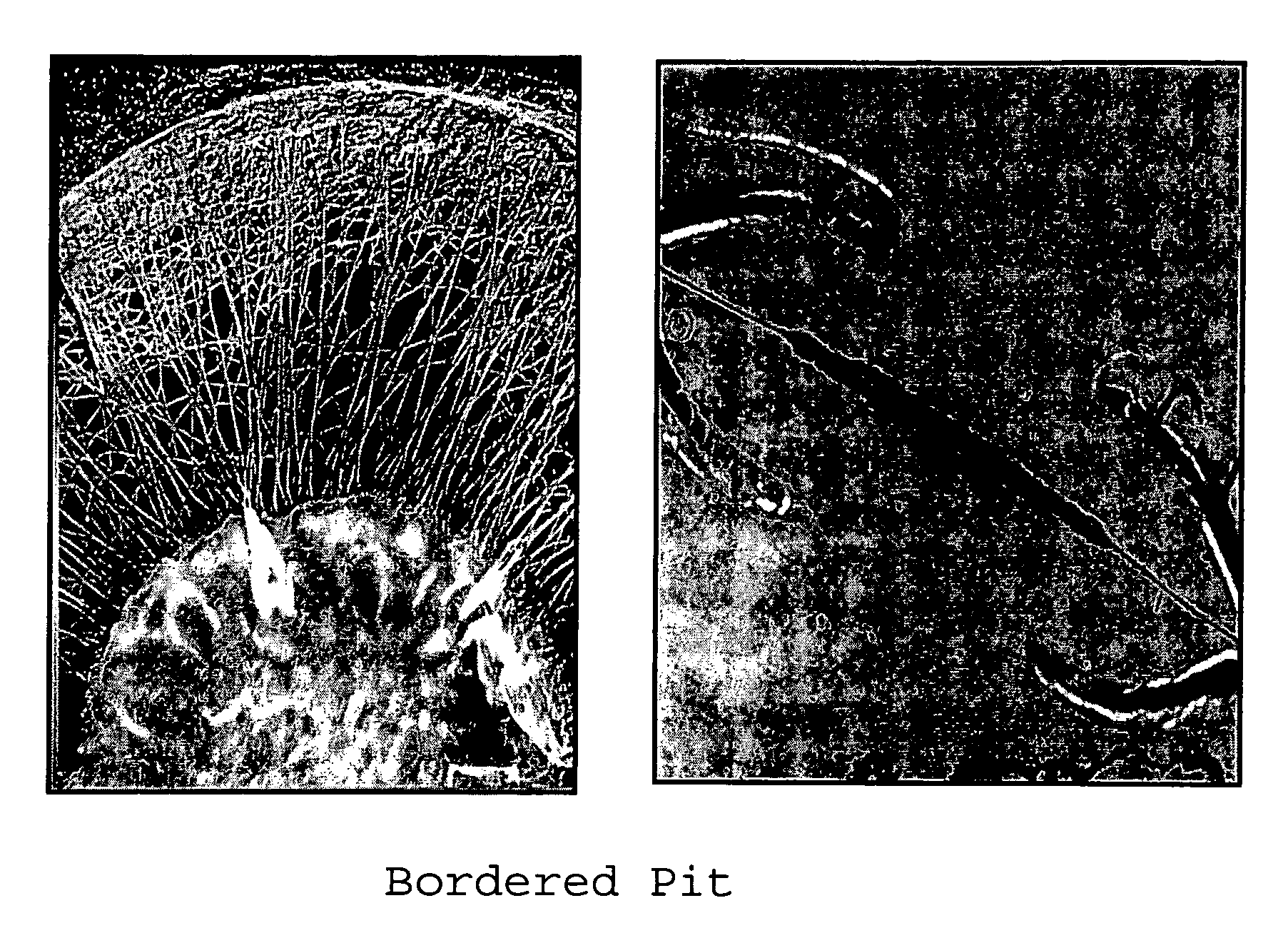 Wood preservative compositions comprising isothiazolone-pyrethroids