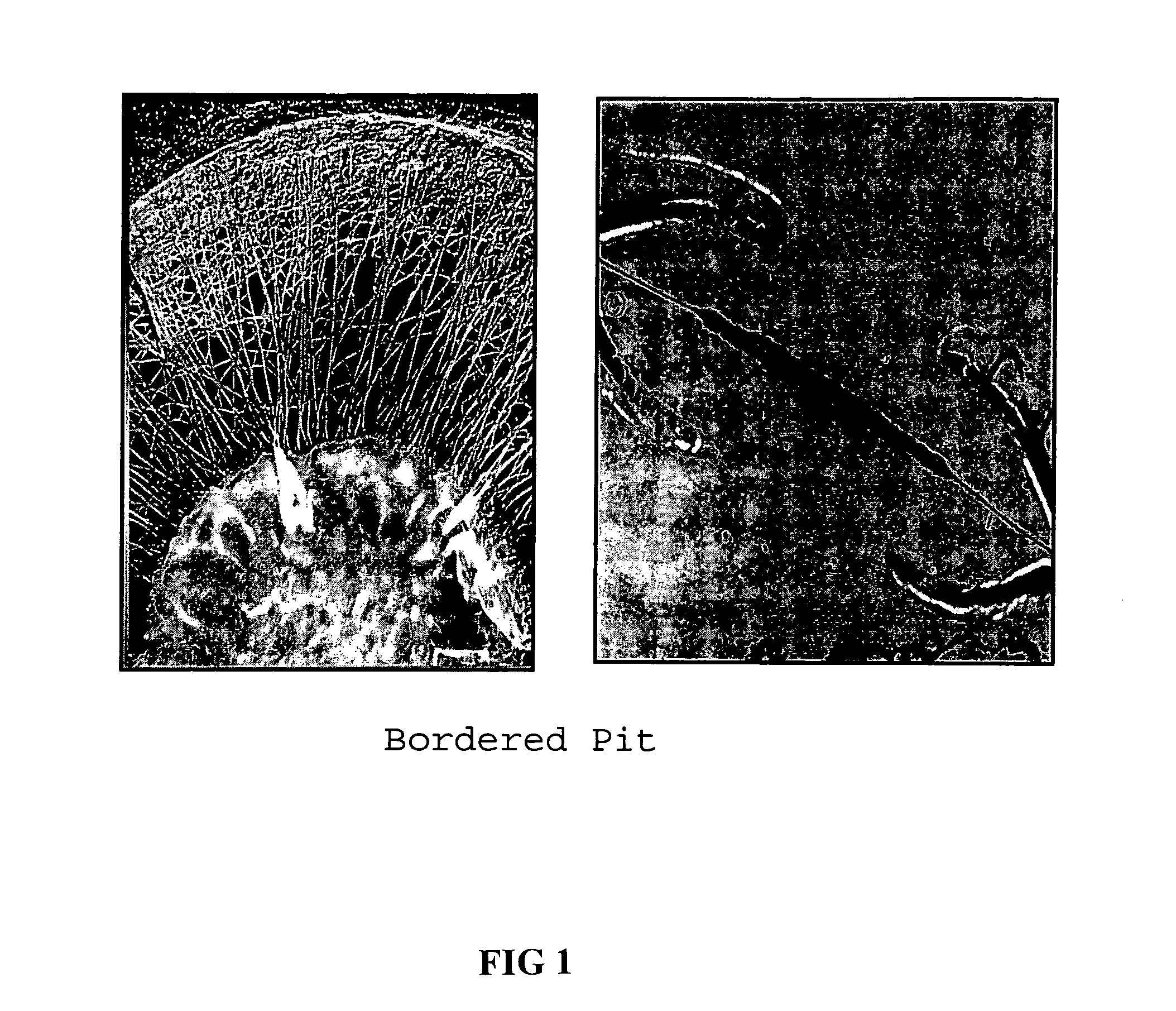 Wood preservative compositions comprising isothiazolone-pyrethroids