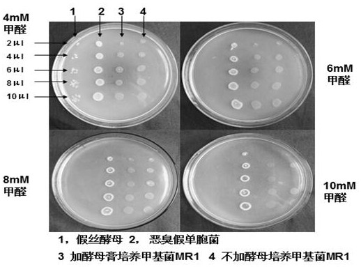 A Novel Methylobacter mr1 and Its Application