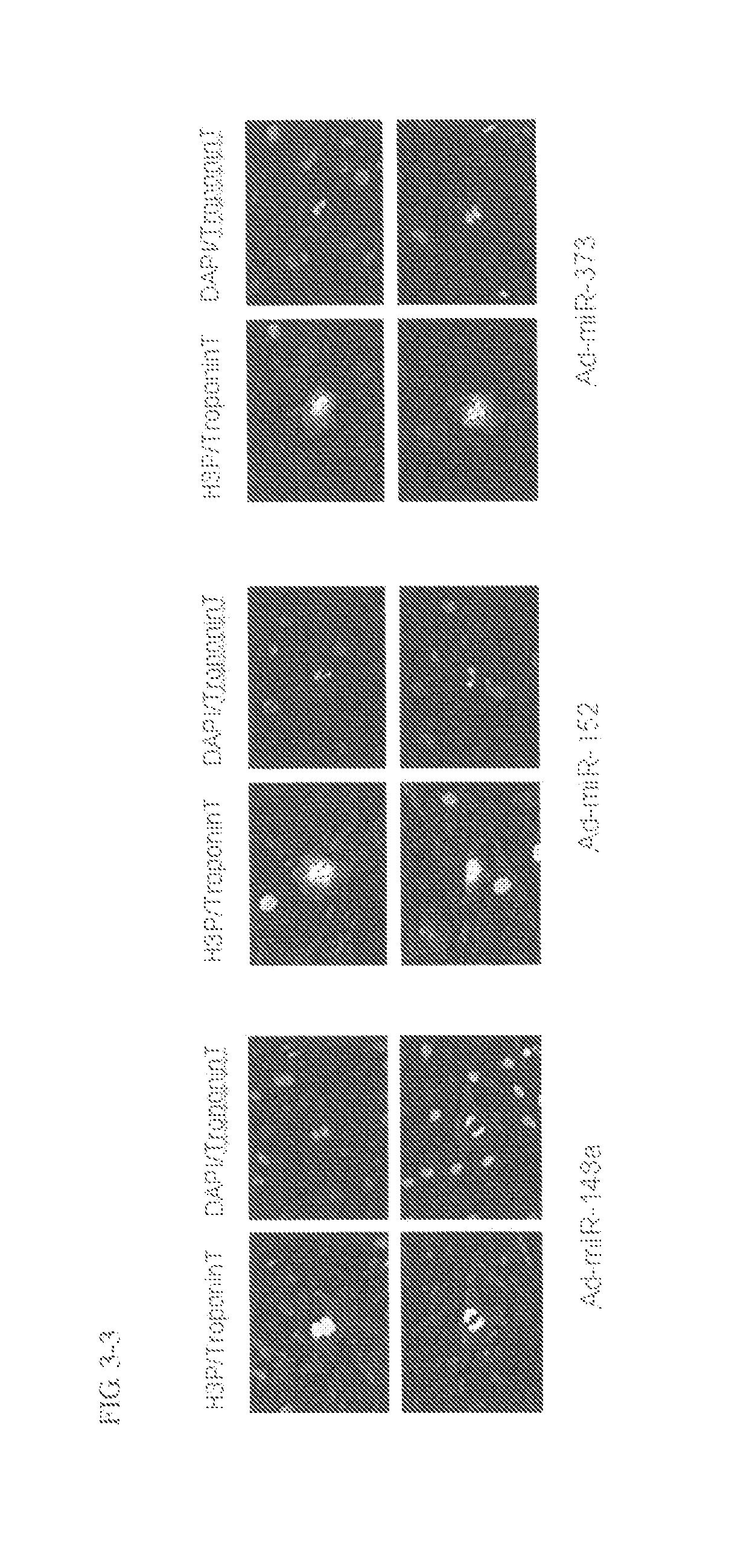 Method for proliferation cardiomyocytes using micro-rna