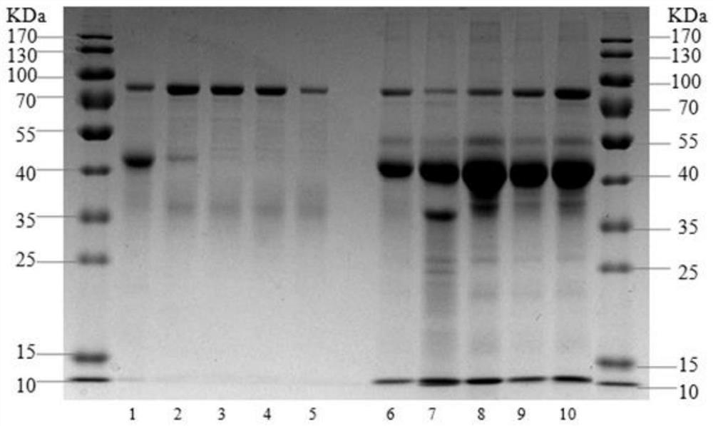 A method for industrialized extraction of ovotransferrin and its protein iron product