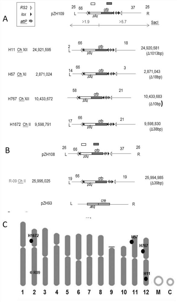 Indica Target Lines for Gene Stacking for Recombinase-Mediated Site-Specific Sites