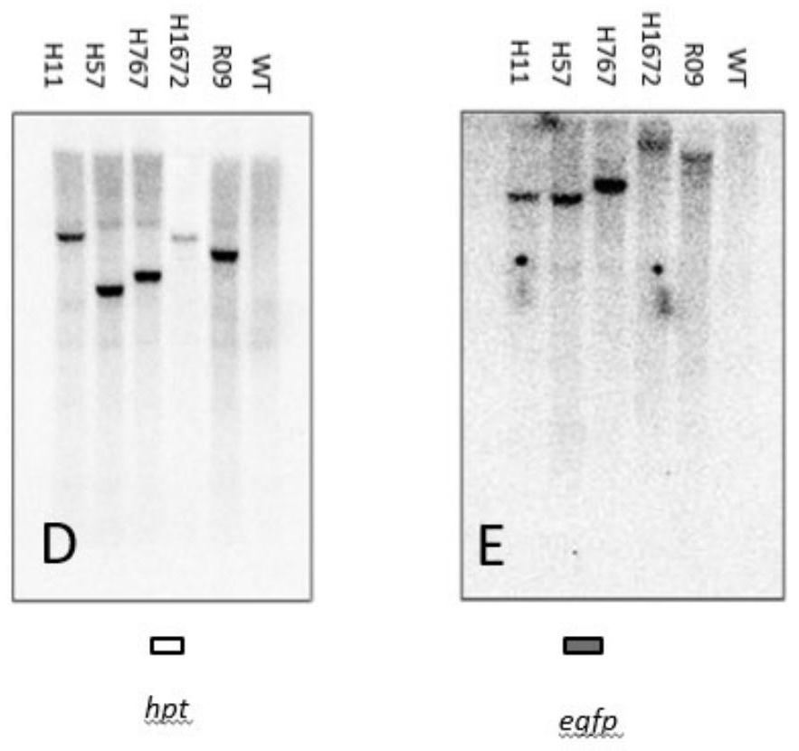 Indica Target Lines for Gene Stacking for Recombinase-Mediated Site-Specific Sites