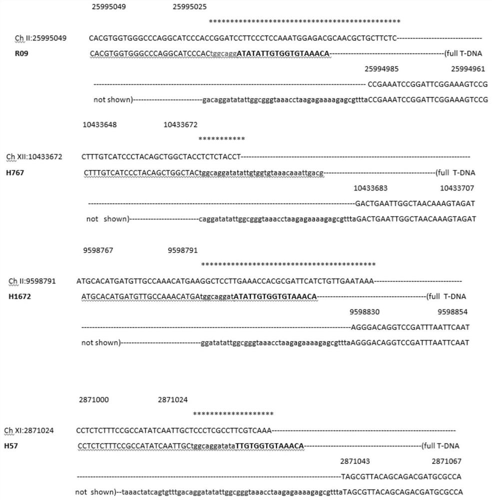 Indica Target Lines for Gene Stacking for Recombinase-Mediated Site-Specific Sites