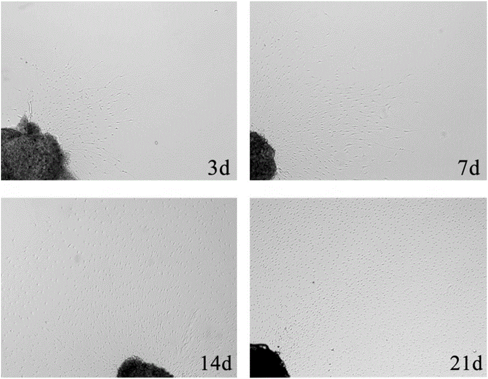 Primary culturing method for dorsal root ganglion satellite glial cells