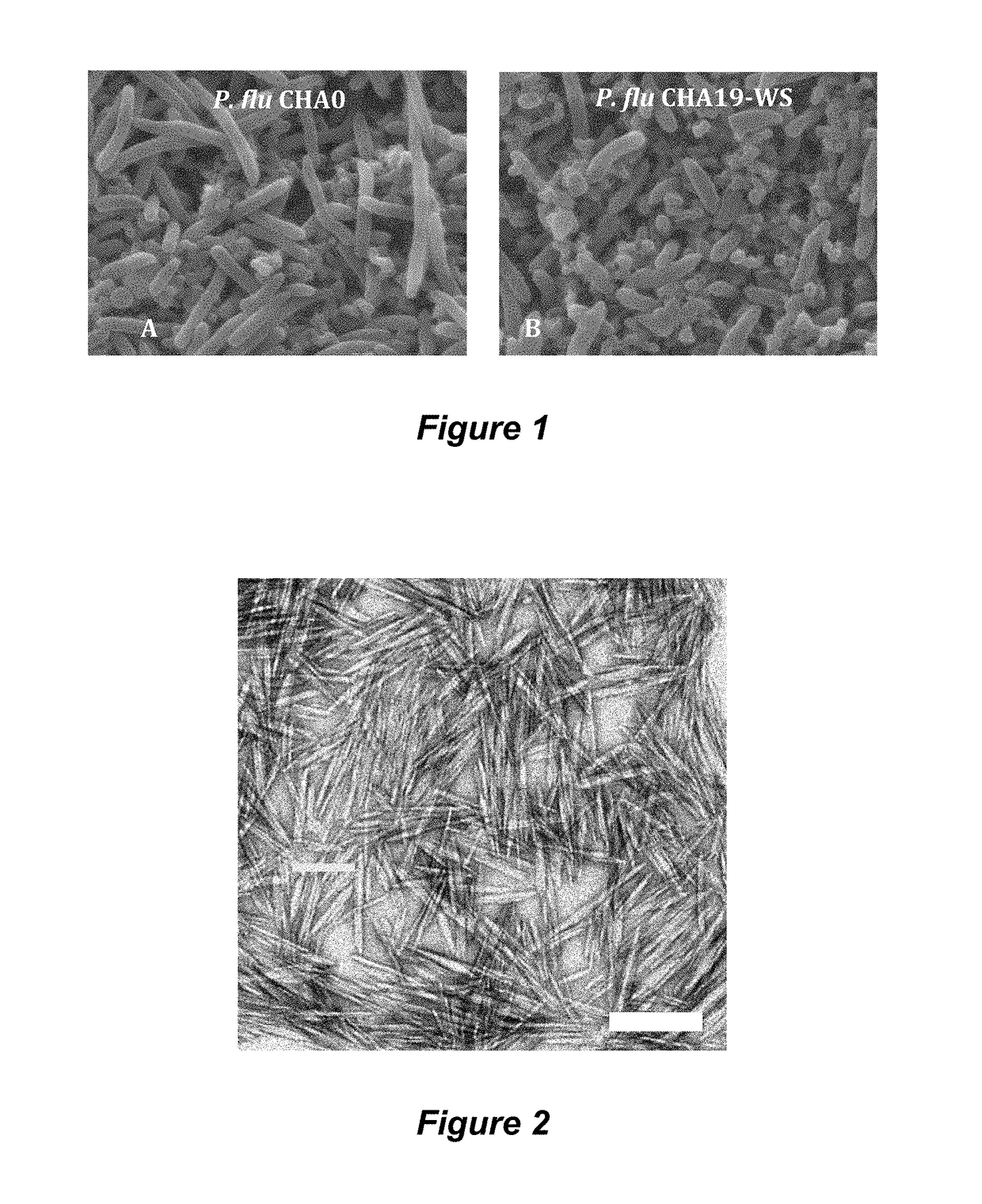 Nanocrystalline cellulose hydrogels for inhibition of bacterial adhesion