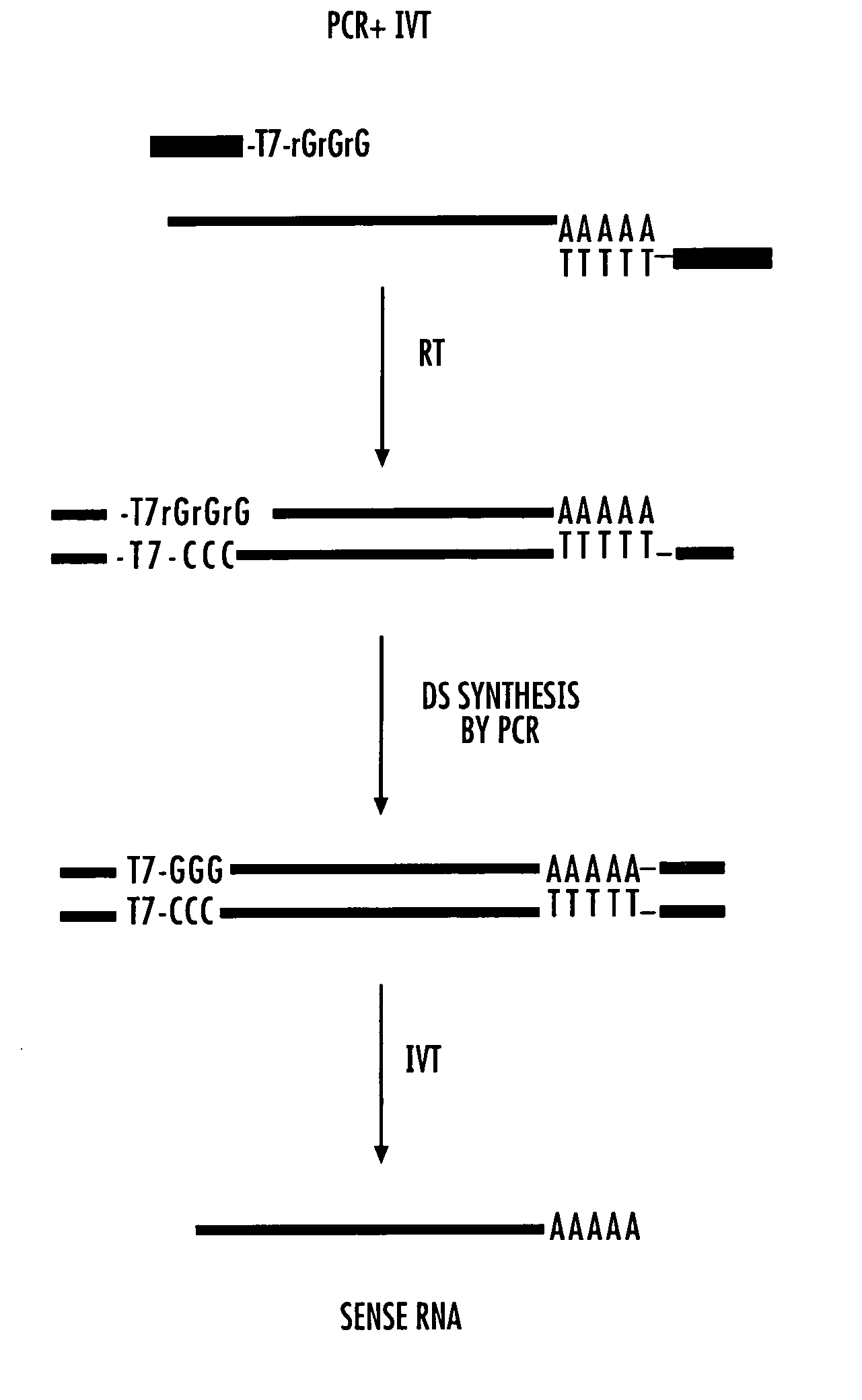 Low cycle amplification of RNA molecules