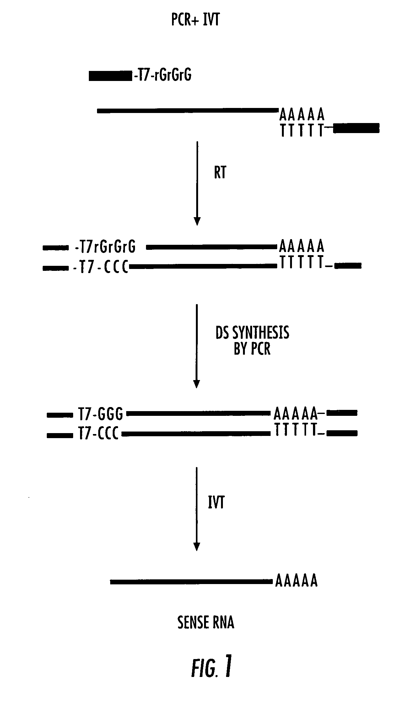 Low cycle amplification of RNA molecules