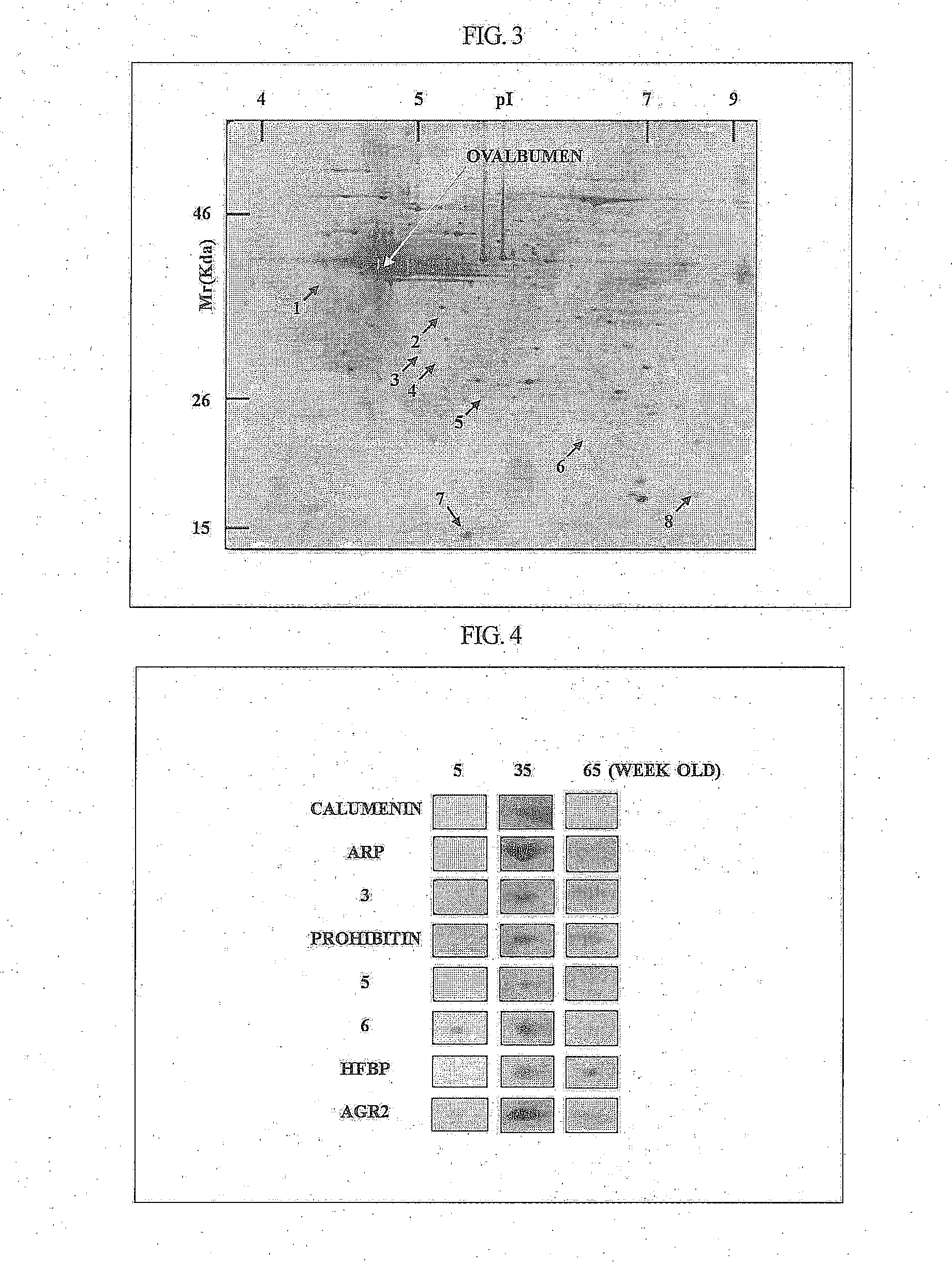 Oviduct specific expression promoter and recombinant expression vector comprising the same