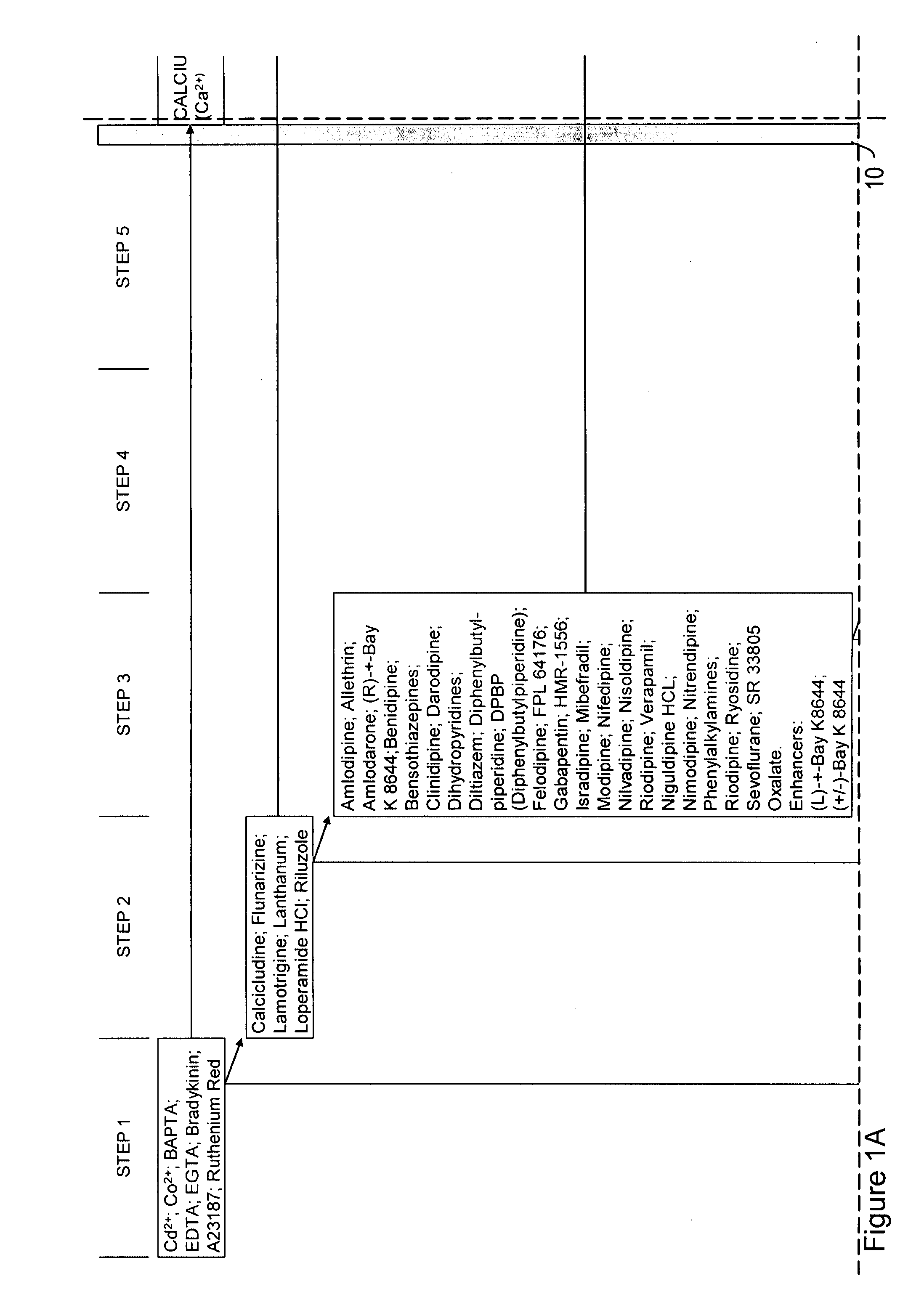 Ion flux in biological processes, and methods related thereto