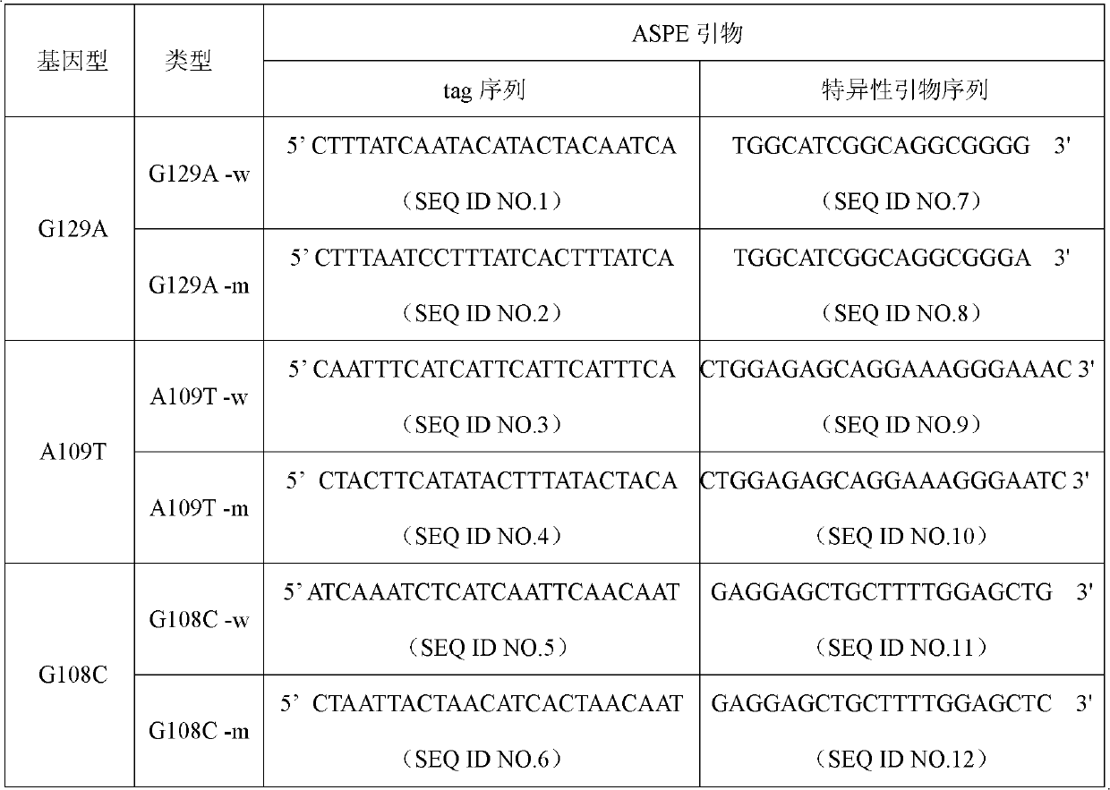 Specific primer and liquid chip for detecting polymorphism of SLC22A6 gene