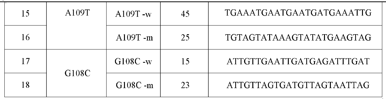 Specific primer and liquid chip for detecting polymorphism of SLC22A6 gene