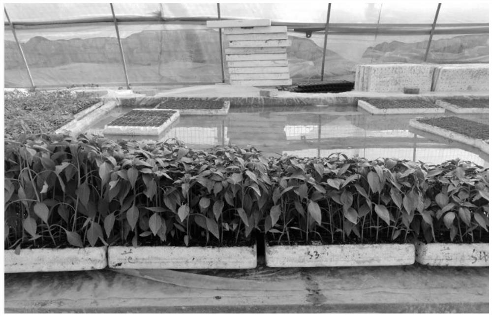 Method for preventing and controlling excessive seedlings in chili floating seedling raising