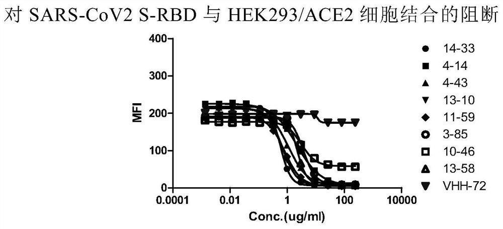 Nano antibody for novel coronavirus and application of nano antibody