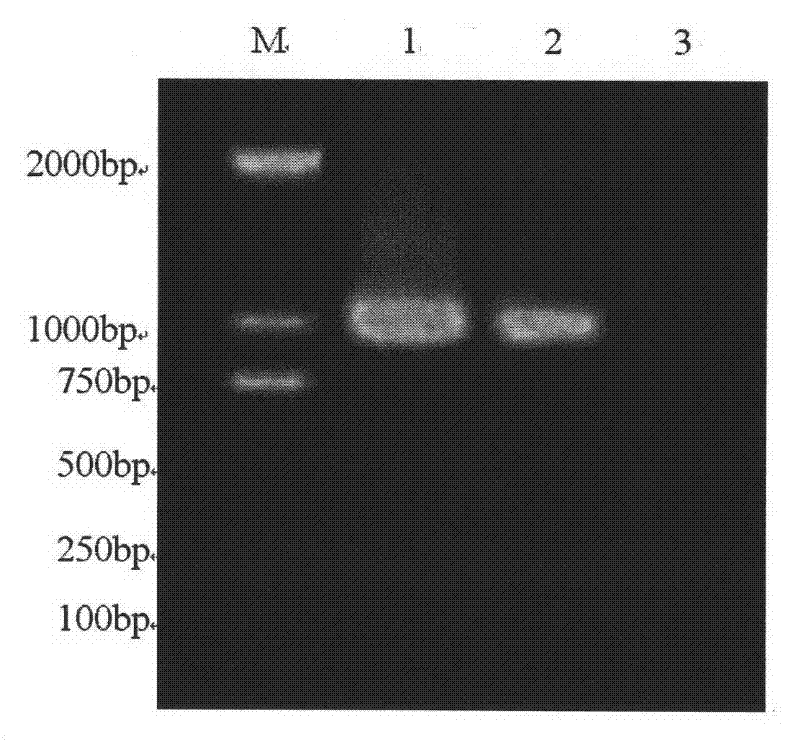 Method for detecting canine influenza