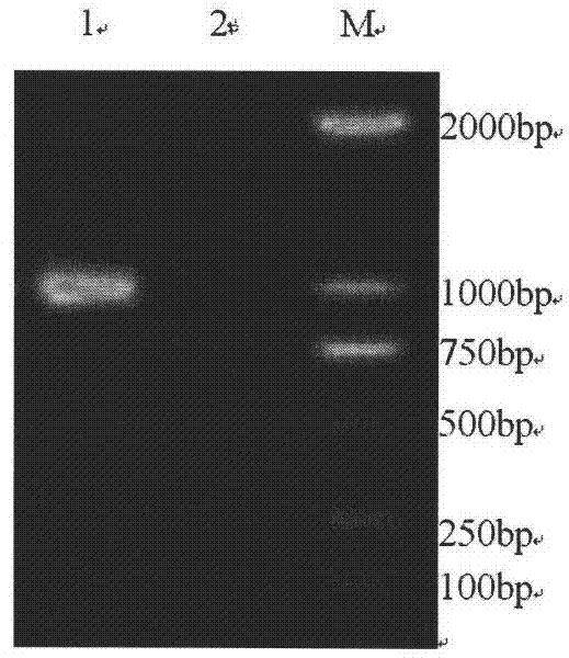 Method for detecting canine influenza