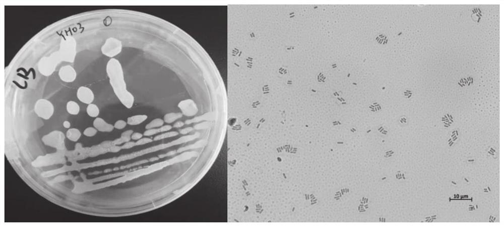 Bacillus Velezensis Capable Of Modifying Wheat Bran And Application Of ...