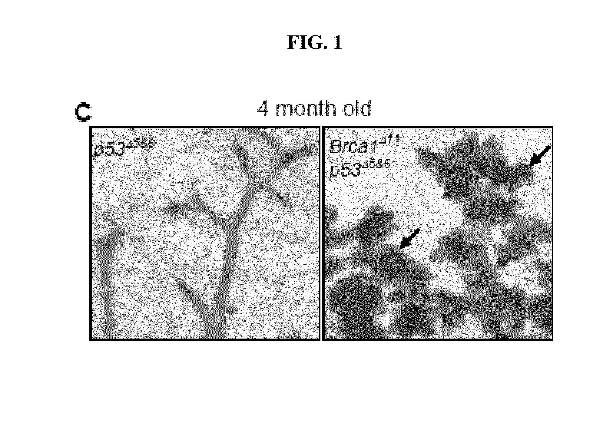 Methods and compositions for cancer prevention and treatment