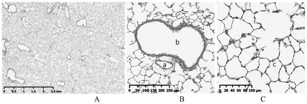 Method for constructing model of interstitial pneumonia with autoimmune characteristics