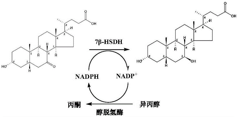Mutant of 7 beta-hydroxyl steroid dehydrogenase, application of mutant and synthesis method