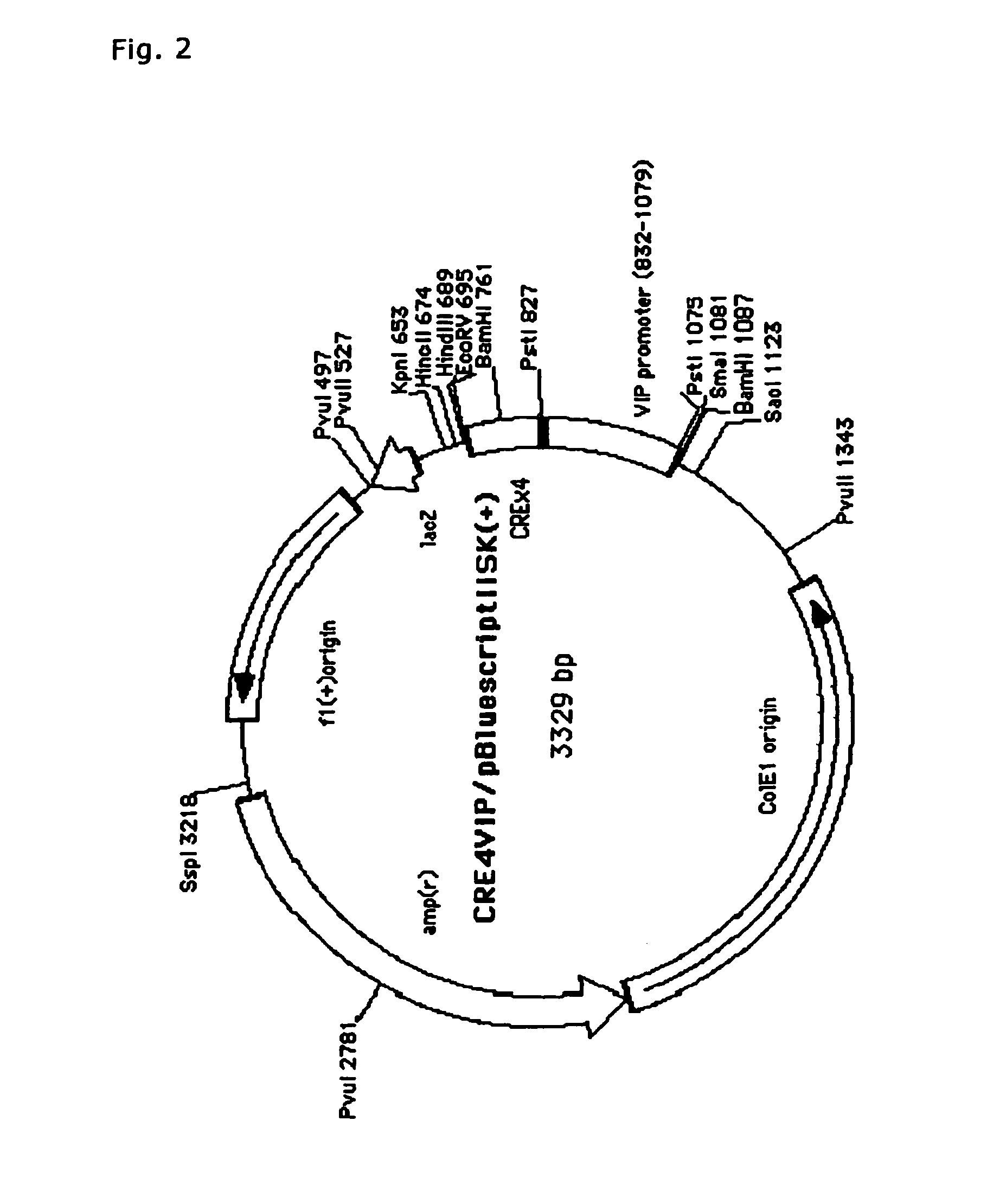 Method of screening substance useful in treating disease with the use of GPR40 and phospholipase