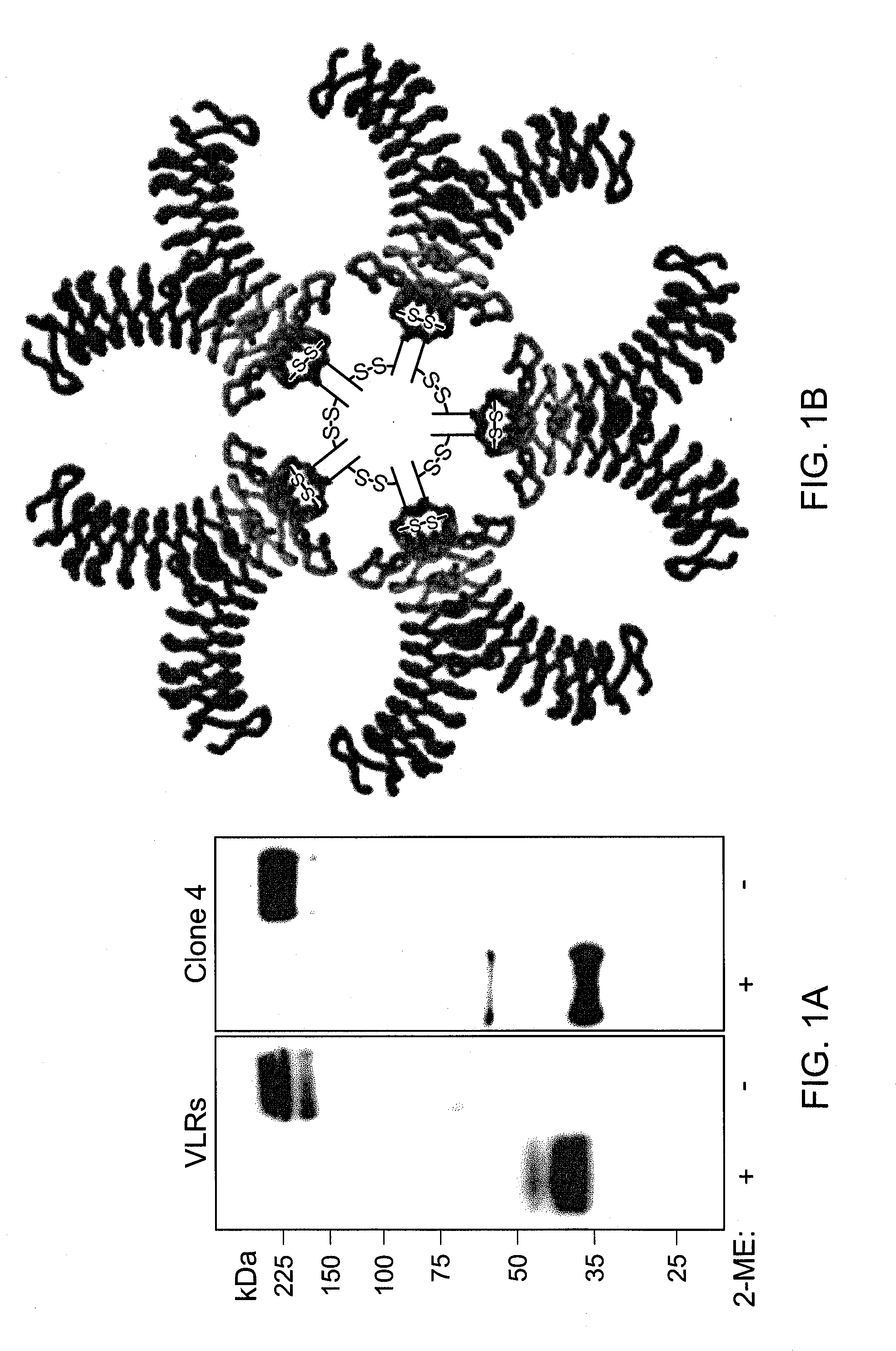 Methods and Compositions Related to Soluble Monoclonal Variable Lymphocyte Receptors of Defined Antigen Specificity
