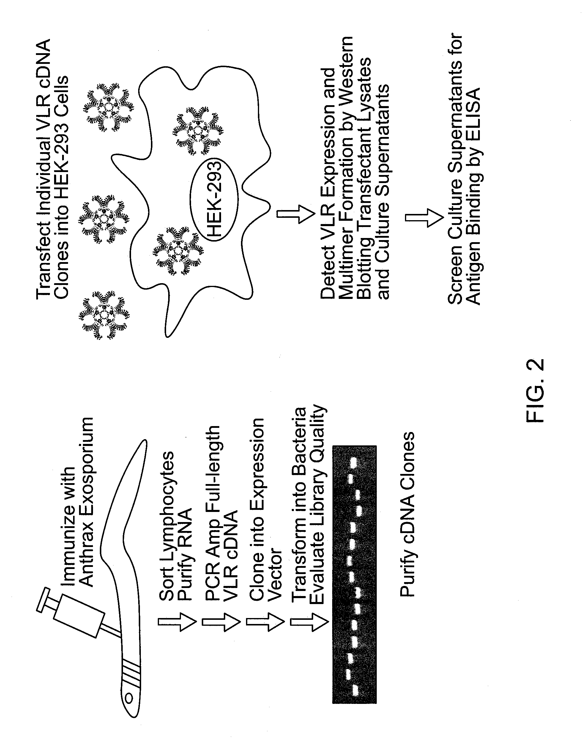 Methods and Compositions Related to Soluble Monoclonal Variable Lymphocyte Receptors of Defined Antigen Specificity