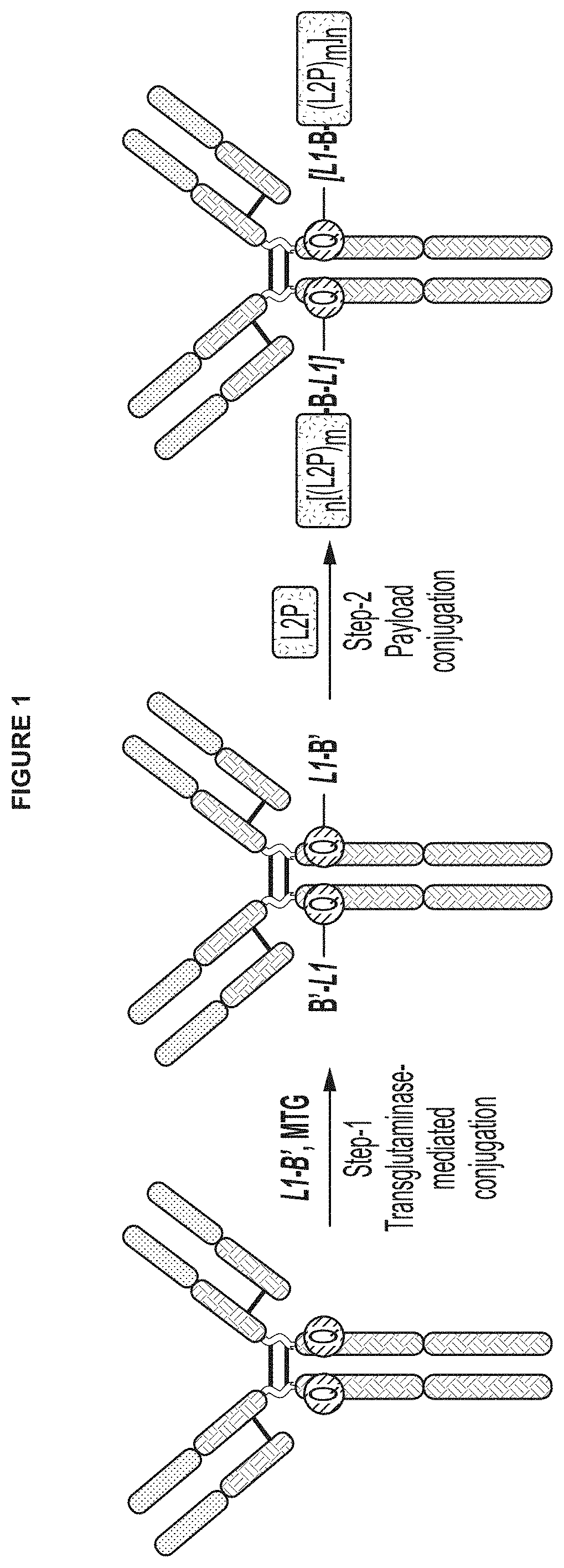 Protein-drug conjugates comprising camptothecin analogs and methods of use thereof