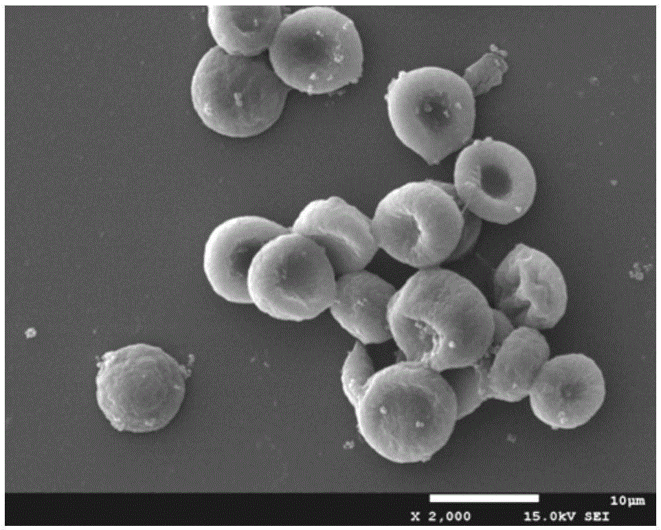 Chitosan microparticles with shapes and sizes identical to lurid cells and preparation method of chitosan microparticles