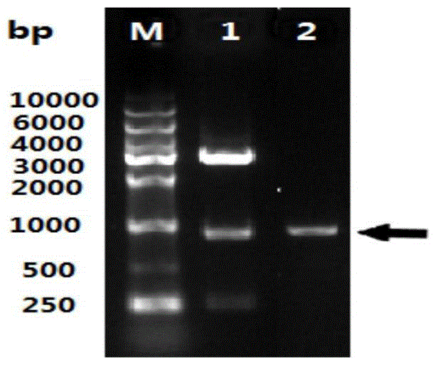 Riemerella anatipestifer surface antigen d15 truncated recombinant protein and its preparation method and application