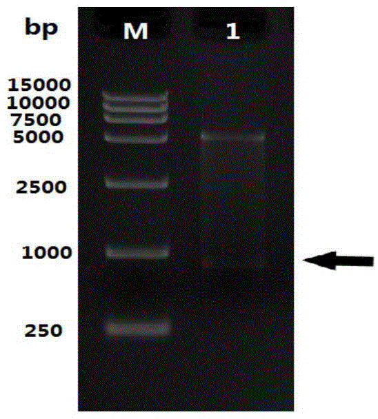 Riemerella anatipestifer surface antigen d15 truncated recombinant protein and its preparation method and application